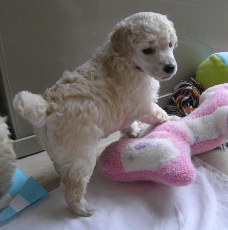 BOOTES Dorly Snowflake Fell 29. den 